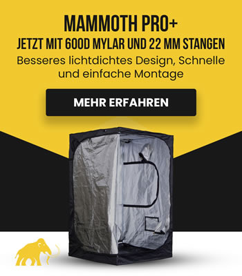 Mammoth
