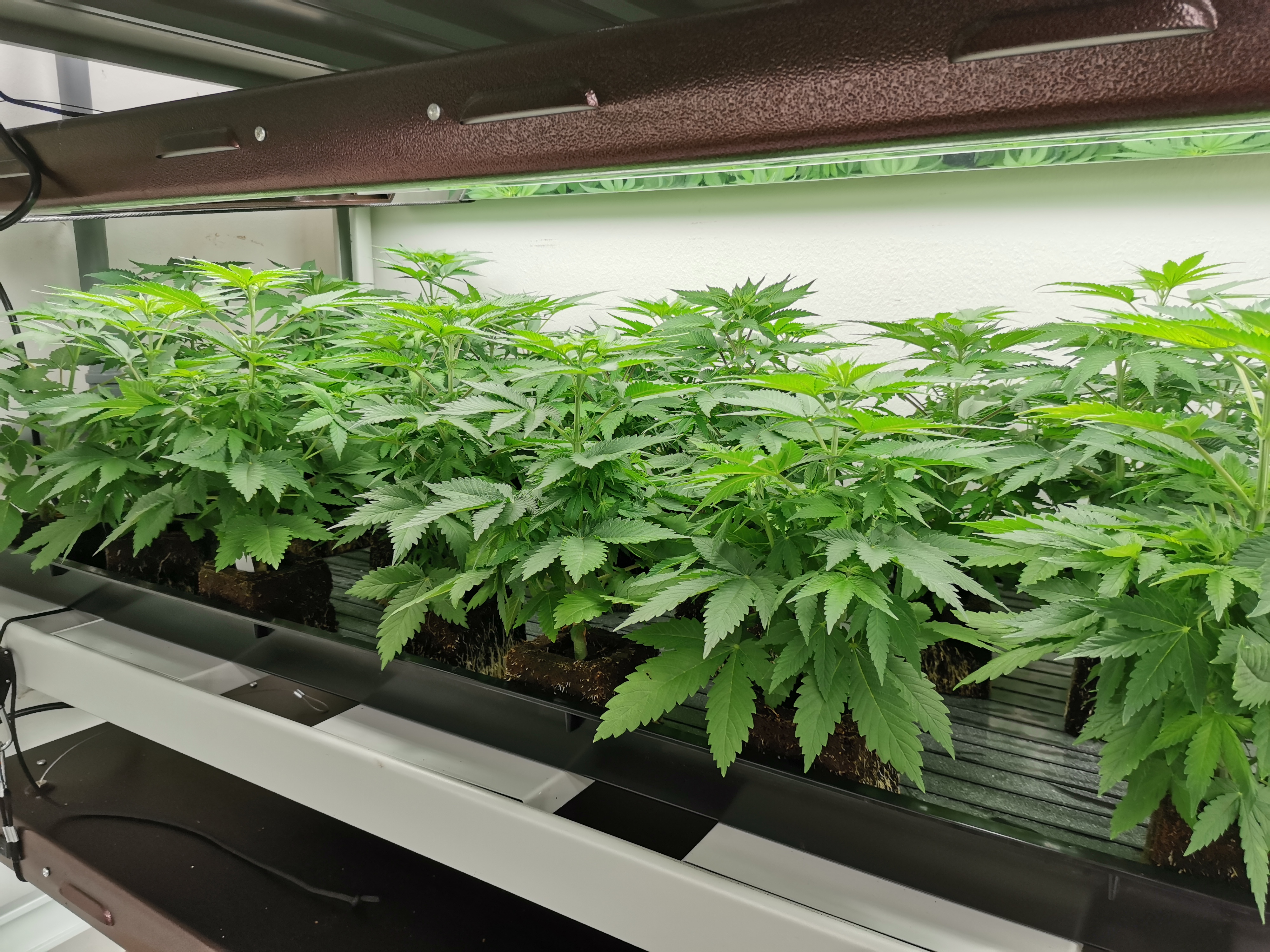 Stecklinge Stecklinge