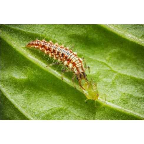 CHRYSON - Florfliegenlarven geg. Blattläuse, Thripse