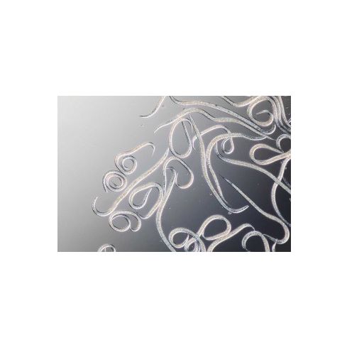 Nemahelp - Nematoden gegen Trauermücken & Thripslarven 5 Mio