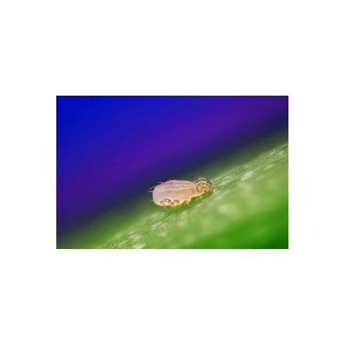 Neomite (Spical) - Gegen Spinnmilben & Weichhautmilben