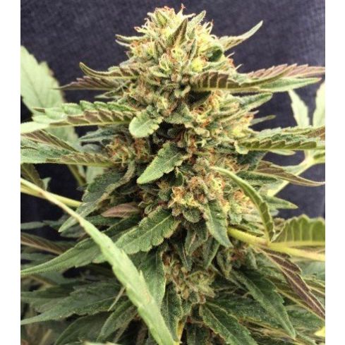 CBD CREW CBD Therapy 5er