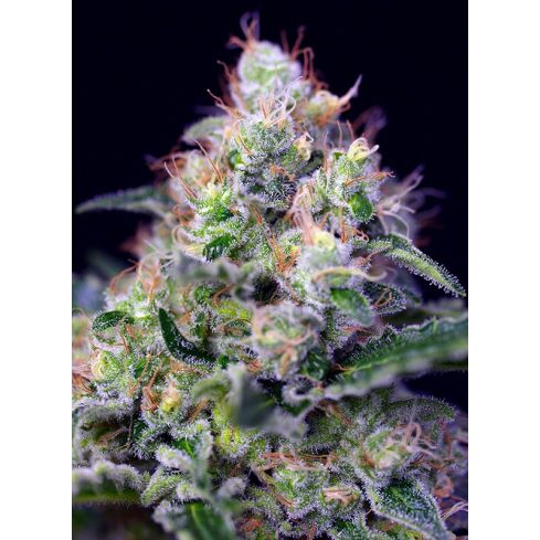 SWEET SEEDS Cream Caramel