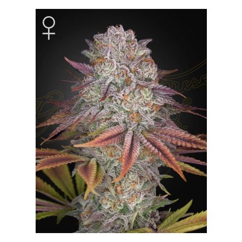 Green House Seeds Pulp Friction