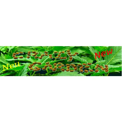 Stecklinge im Eazy Plug bis 5cm