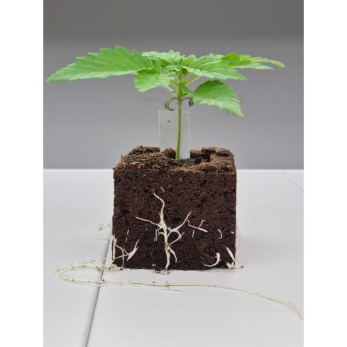 Stecklinge Eazy Block 5 - 10cm