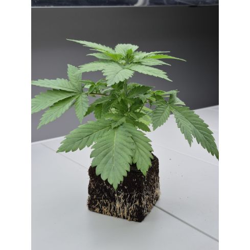 Stecklinge Eazy Block 10 - 15cm