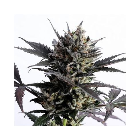 KANNABIA Lemon Haze Auto