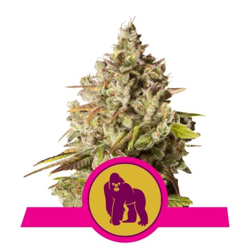 ROYAL QUEEN SEEDS Royal Gorila