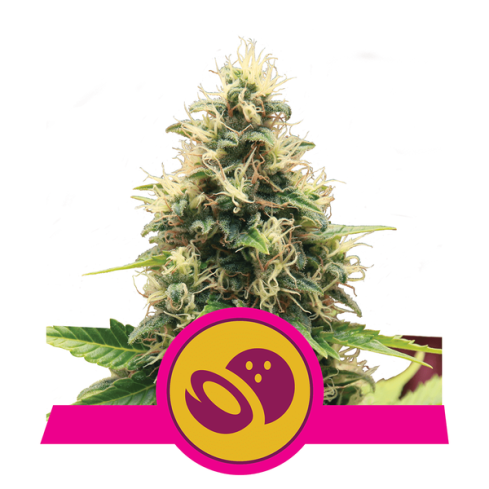 ROYAL QUEEN SEEDS Somago xl
