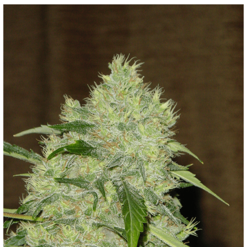 Serious Seeds Bubble Gum