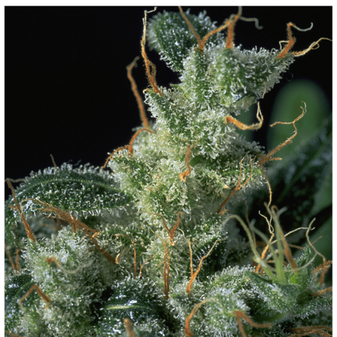 Serious Seeds Kali Mist