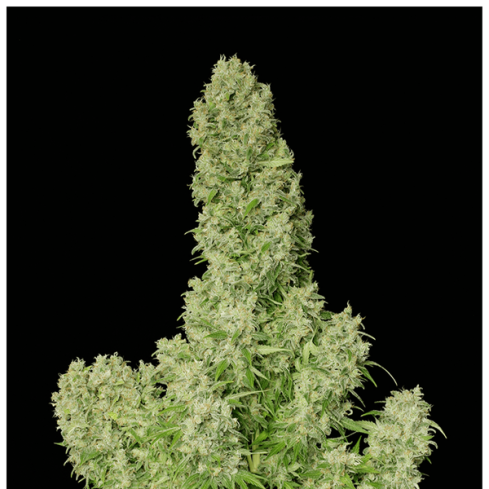 Serious Seeds White Russian