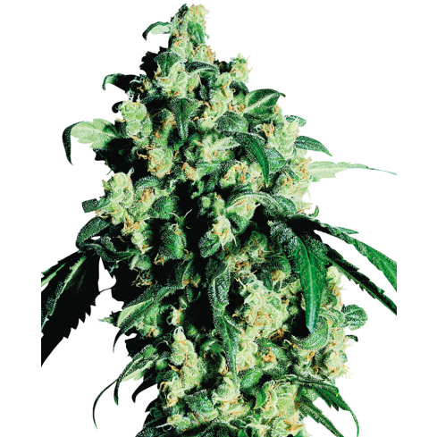 SENSI SEEDS Super Skunk