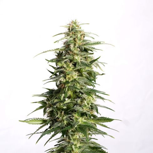 KANNABIA Swiss Dream Auto CBD