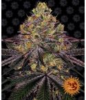 Barney´s Farm Watermelon Zkittlez