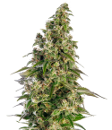 Sensi Seeds Afghani #1 Automatic