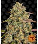 BARNEY´S FARM  Amnesia Lemon