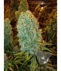 Anesia Seeds Big Bazooka
