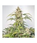 Dutch Passion Auto Orange Bud