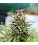 KANNABIA Baby Boom Auto
