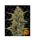 Barney's Farm Acapulco Gold