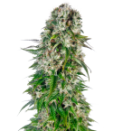 Sensi Seeds Big Bud Automatic