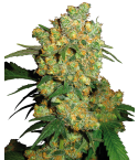 SENSI SEEDS Big Bud