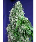 Sweet Seeds Big Devil F1 Fast Version