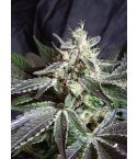 SWEET SEEDS Black Jack