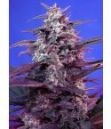 SWEET SEEDS Blody Skunk Auto