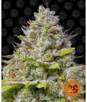 BARNEY´S FARM Blue Gelato