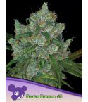 Anesia Seeds Bruce Banner #3