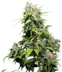 SENSI SEEDS California Indica