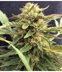 CBD CREW CBD Therapy 5er