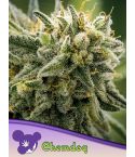 Anesia Seeds Chemdog