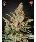 Green House Seeds Chemdog