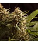 KANNABIA Colombian Jack
