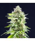 KANNABIA Cookies Haze