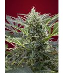 SWEET SEEDS Cream 47
