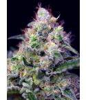 SWEET SEEDS Cream Caramel