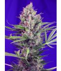 Sweet Seeds Cream Mandarine F1 Fast Version