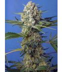 SWEET SEEDS Crystal Candy F1