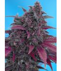 SWEET SEEDS Dark Devil Auto