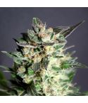 KANNABIA Diesel Glue