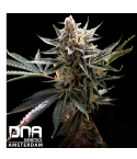 DNA Genetics Tangie