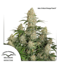 Dutch Passion Auto Critical Orange Punch Auto