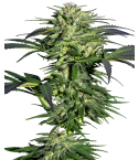 Sensi Seeds Durban
