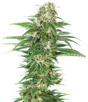Sensi Seeds Early Skunk Automatic