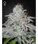 Green House Seeds Franco´s Lemon Cheese